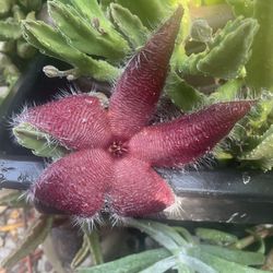 Stapelia (Starfish Flower)/Stapelia (Flor de Estrella)