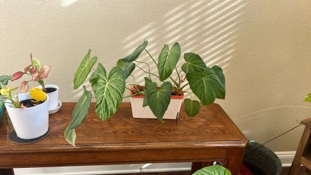 Philodendron Gloriosum Columbia Platinum 
