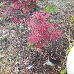 Japanese Maple Tree 