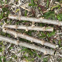 Yucca Branch For Planting