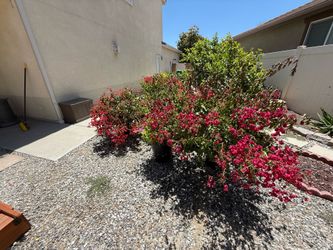 Potted outdoor plants