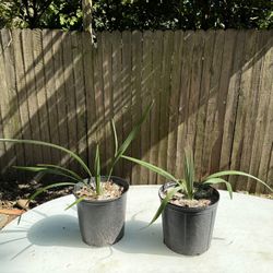 Florida Sabal Palmetto Palm Trees