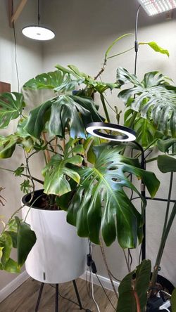Large Monstera Deliciosa