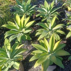 Beautiful Foxtail Agave Plants 3gl $25🏡🏡