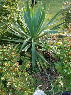 Yucca plant SOLD