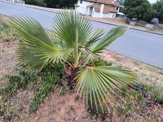 Mexican fan palm trees
