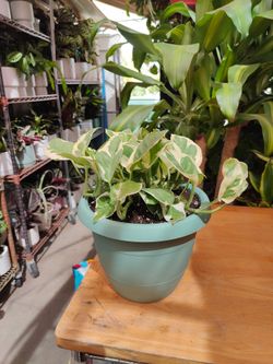 N'joy Pothos