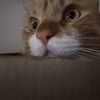 Lenny