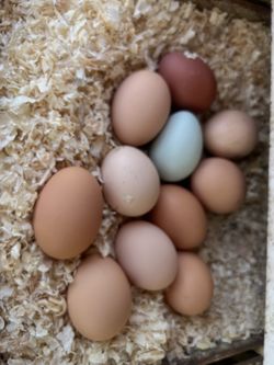 Farm fresh eggs!!