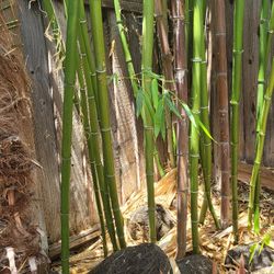 Bamboo
