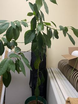 Avocado plant