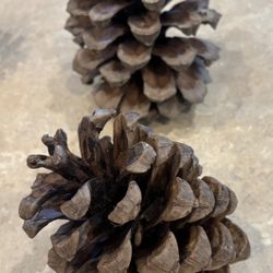 7 Giant Pinecones-Science, Classroom, Home