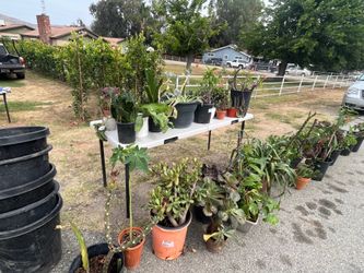 Plantas