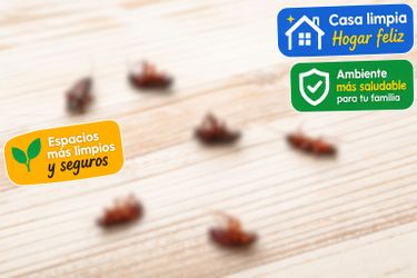 Naunmatatodo Garantizado economico