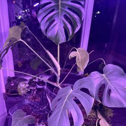 Monstera Indoor Plant Large In Large Pot Beautiful 