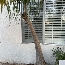 Ponytail Palm