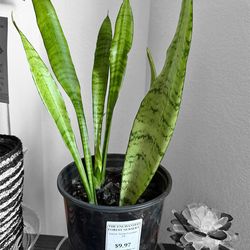 Snake Plant - Dracaena Species