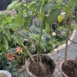 Live  Trumpet Plants 