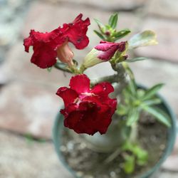 Rosa Del Desierto Flor Doble Rojo Vibrante