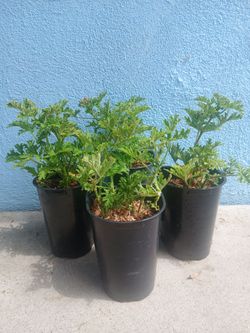 Citronella Plants