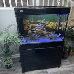 Fish Tank 