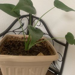 Plant, plant .. for inside 