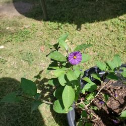 Blue Potato  Buch 