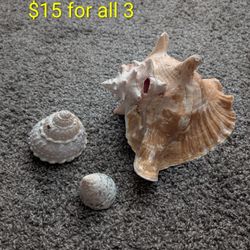 Sea Shells