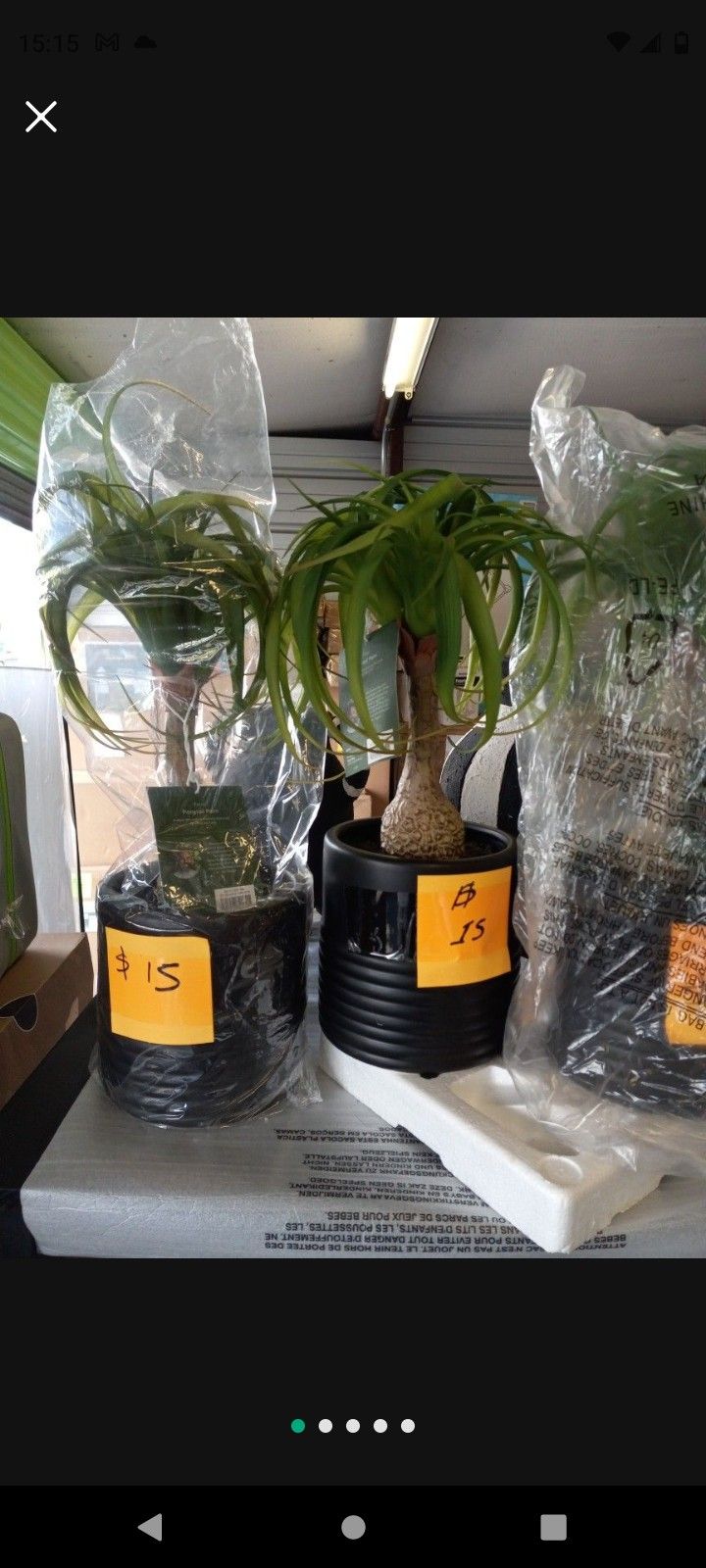 New Artificial Plants Cactus,Palm...Price Starts At $ 15