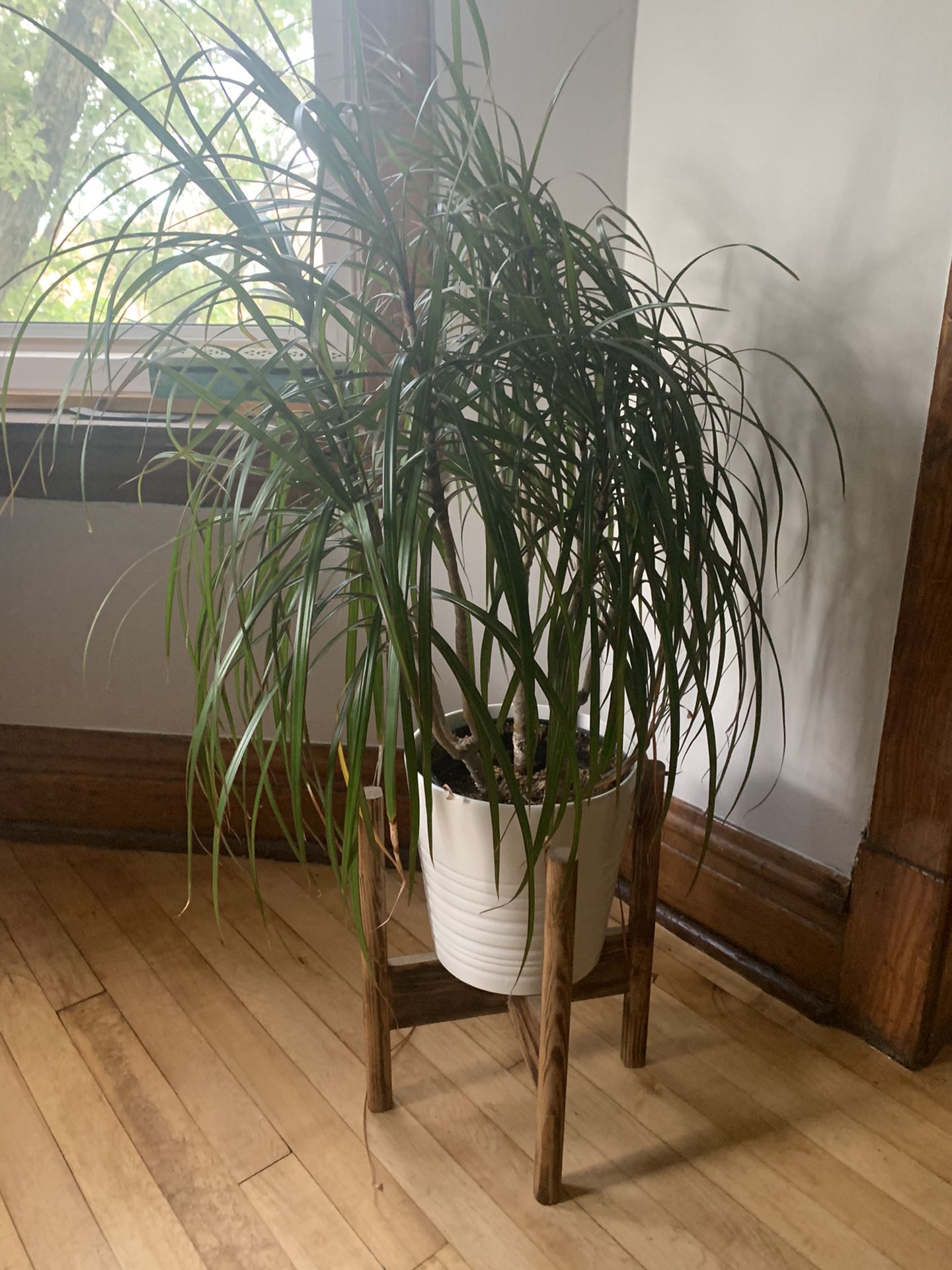 Set Of 2 Plants & Stands