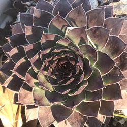 Sempervivum (sem-per-VEE-vum) (Hens & Chicks, Semps, Houseleeks) are beautiful outdoor succulents prized for their charming appearance and extremely r