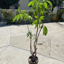 Money Tree Plant In Ceramic Pot