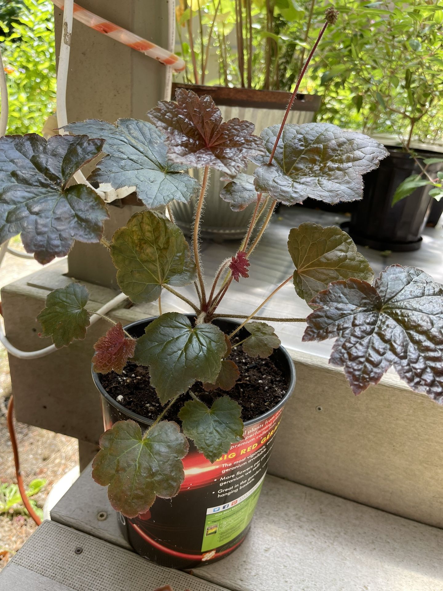 Coral Bells Perennial Plants With Beautiful Foliage.