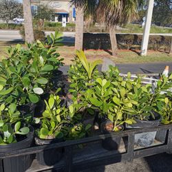 Nice Plants