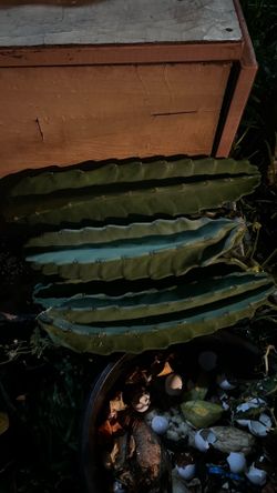 Cactus free