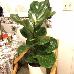 Ficus Lyrata