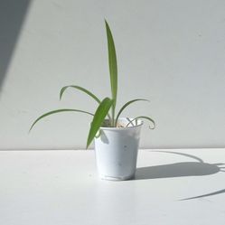 Global Green Spider Plant/ Indoor Plant/ House Plant Flower Patio Garden 