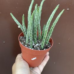 4” pickle cactus