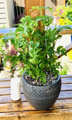 live indoor Rhaphidophora Tetrasperma (Philodendron Ginny) plant in a textured ceramic planter pot—firm price