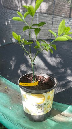 Meyer lemon tree