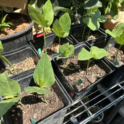 Long Bean Vegetable Plants Price For 2 Pots