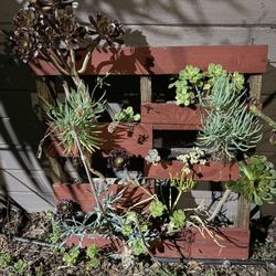 Succulents 