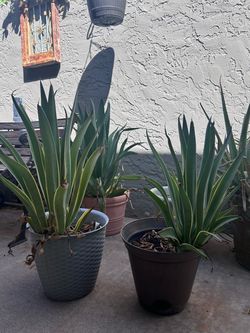 Maguey (Agave)