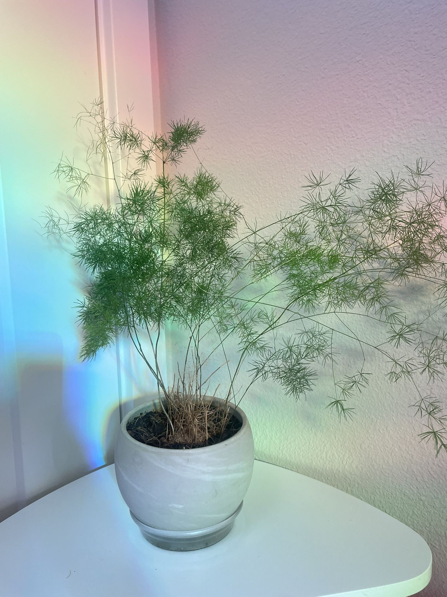Fern In Ceramic Pot
