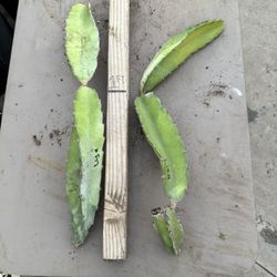 “ Lisa “ dragon fruit cutting $15 #LDFC01