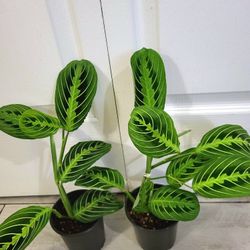 🌿Healthy Live Air Purifying Houseplant Lemon Lime Prayer In Pot 4" ~ $8/Ea