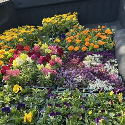 Winter Flowers 4$ A Sixpack 