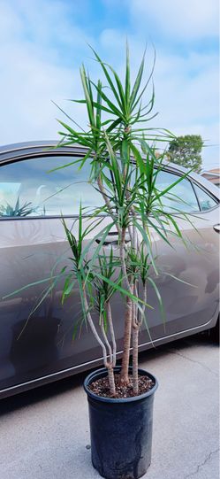 Red Edged Dracaena Marginata Plants