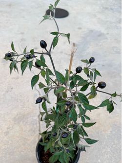 RARE ! 🌶️BLACK PRINCE CHILI PEPPER PLANT