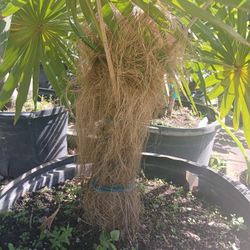 🌴Old Man Palm 25gl $350